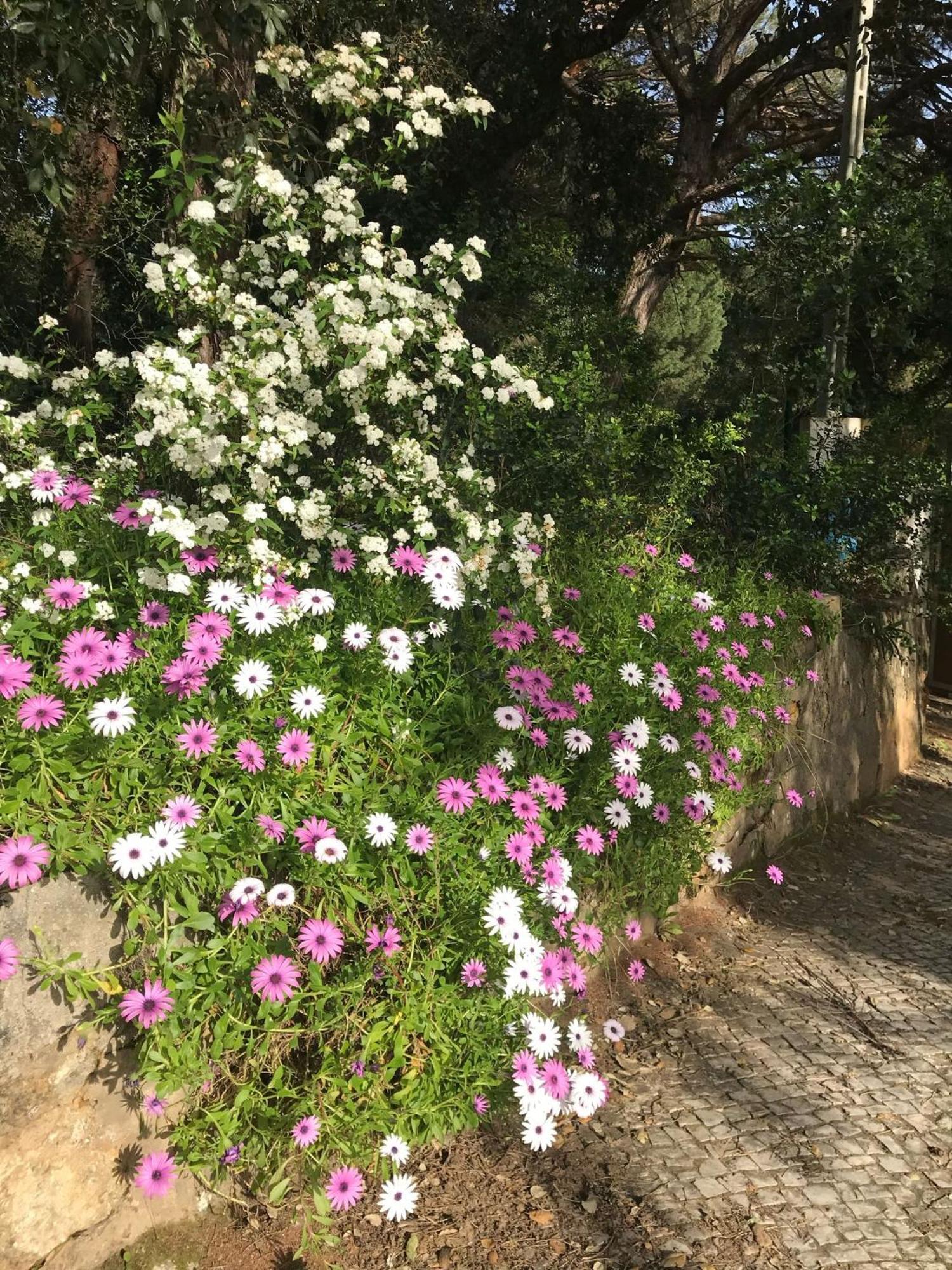 Quinta Dos Canais Setúbal Zewnętrze zdjęcie